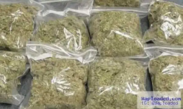 NDLEA impounds 1.457.867kg of hemp